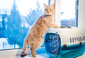 Moving Pets to a New Home: How to Reduce the Stress